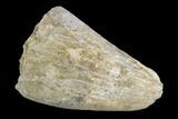 Bargain, Fossil Deinosuchus Tooth - Aguja Formation, Texas #116668-1